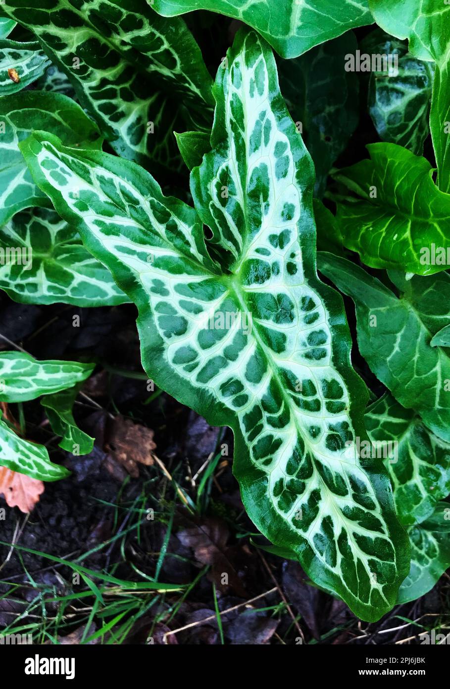 Close up of Italian arum mature leaf (Arum italicum) This is a species of flowering herbaceous perennial plant, also known as Italian lords-and-ladies Stock Photo