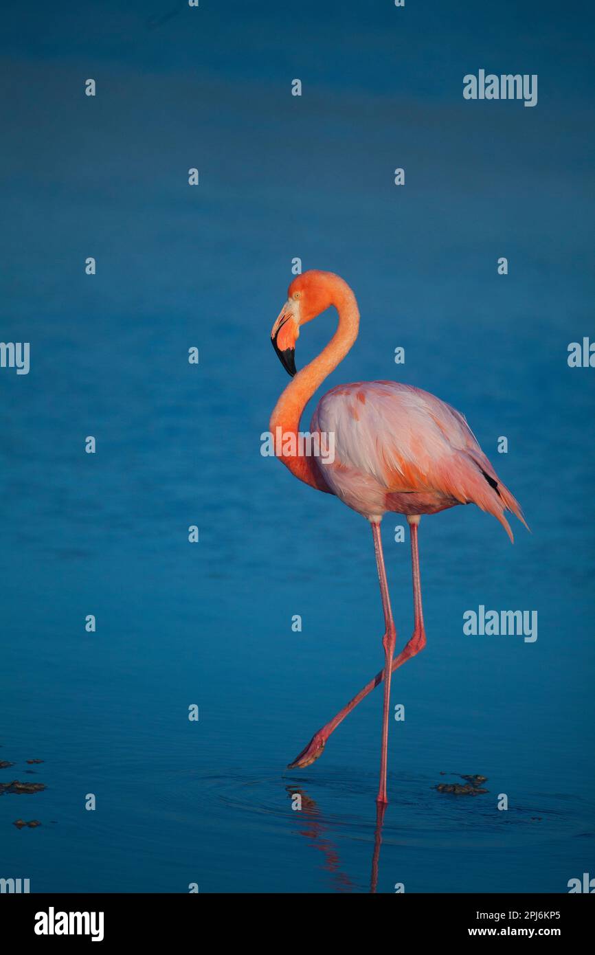 American Flamingo, Galapagos Islands, Ecuador Stock Photo