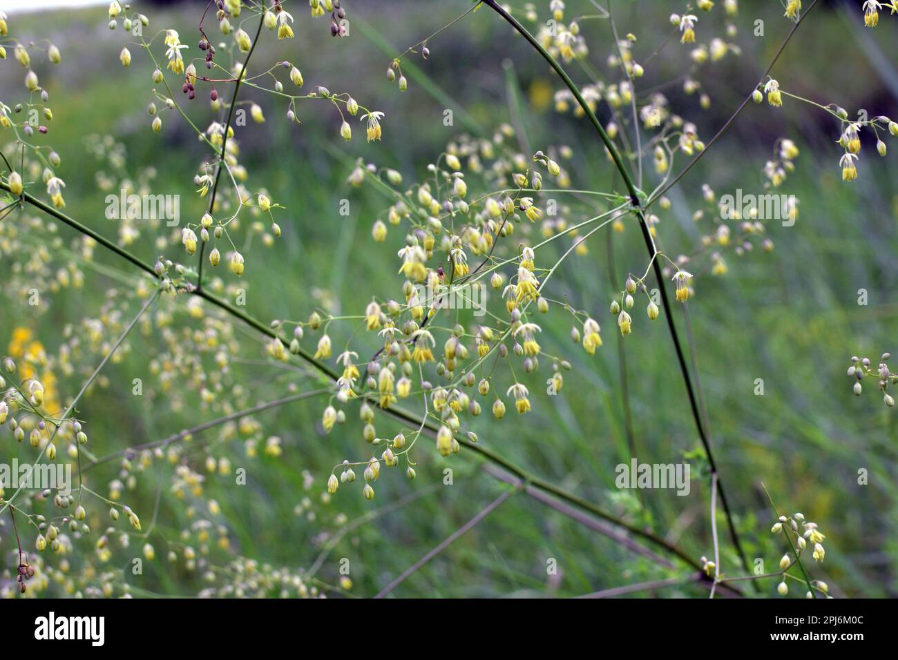 Thalictrum blooms in the wild among grasses Stock Photo