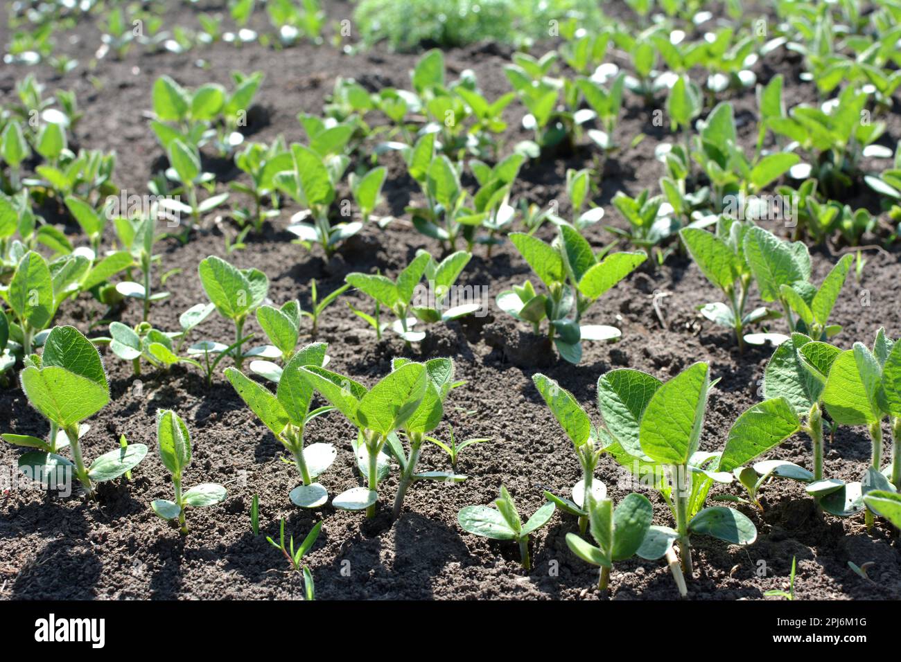 Young soybean seedlings growing hi-res stock photography and images - Alamy