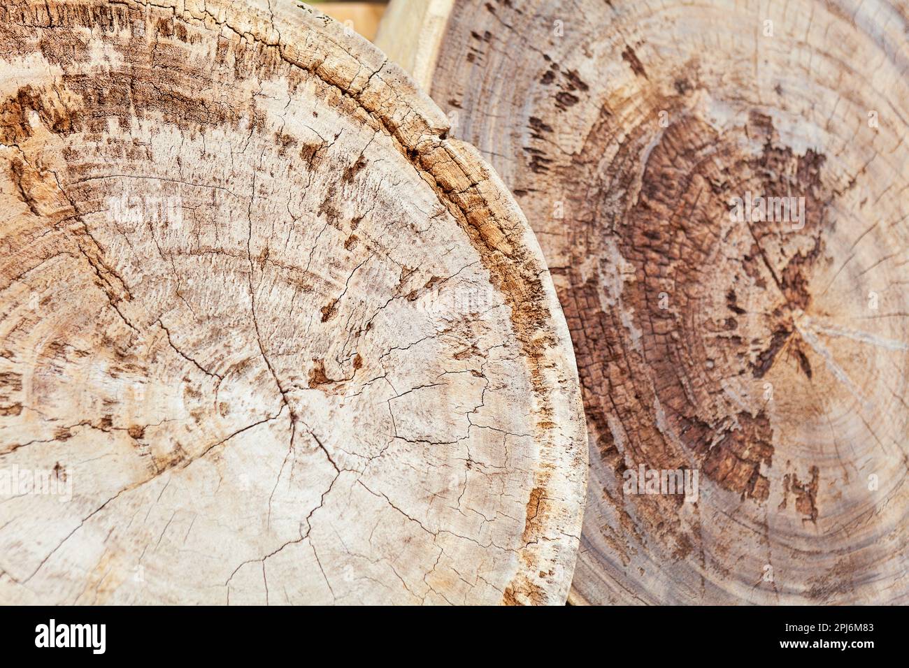 Hard teak wood stump sections with cracks, annual rings and textured