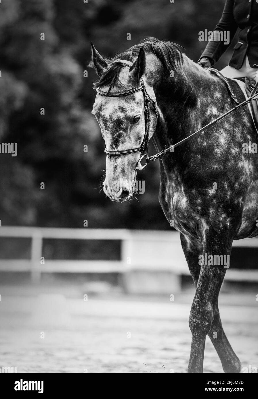 A black and white portrait of a beautiful dappled gray horse with a