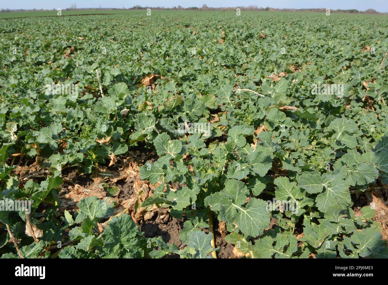 Winter Rapeseed Autumn field on which winter rape grows Stock Photo - Alamy