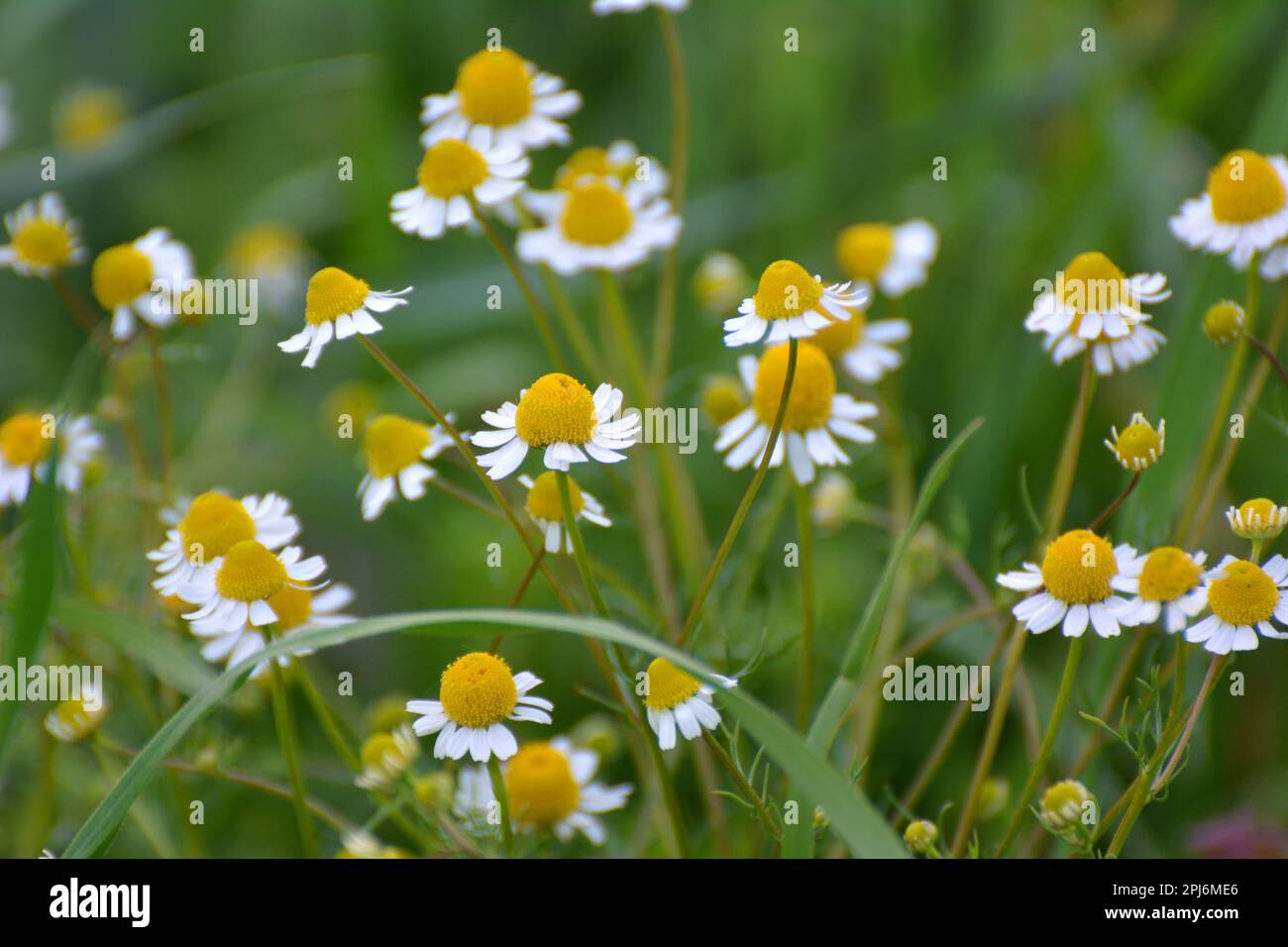 Chamomile blooms in the meadow among the of wild grasses Stock Photo ...