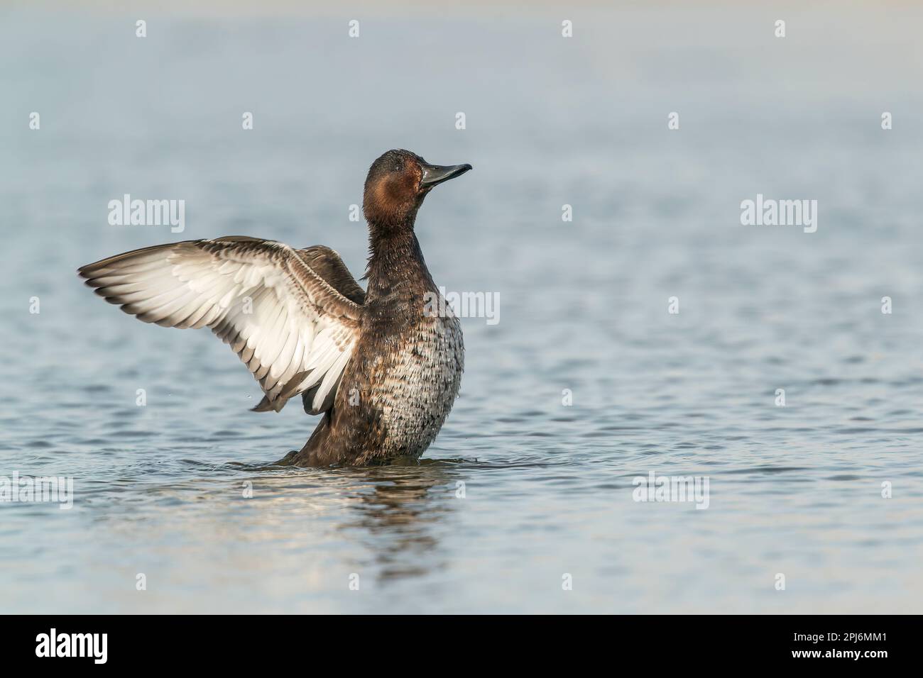 ferruginous duck, Aythya nyroca, single adult female flapping wings while swimming on fresh water lake, River Danube, Romania Stock Photo