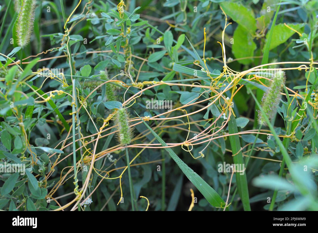 The parasitic plant cuscuta grows in the field among crops Stock Photo