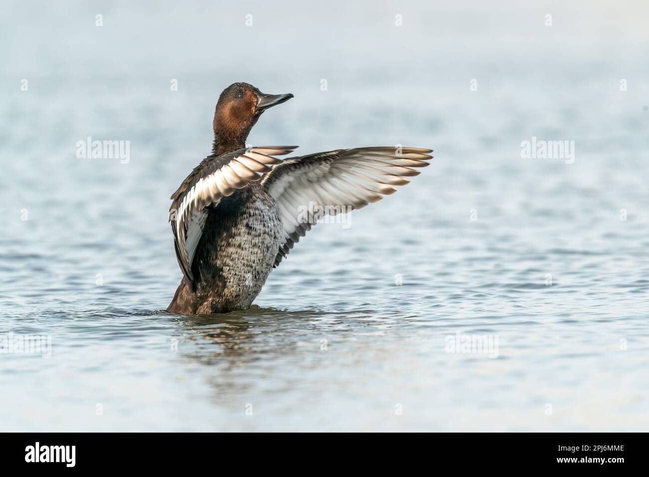 ferruginous duck, Aythya nyroca, single adult female flapping wings while swimming on fresh water lake, River Danube, Romania Stock Photo