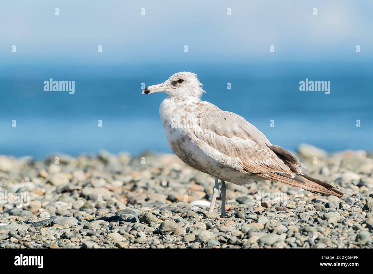 glaucous-winged gull, Larus glaucescens, a single juvenile bird perched on a pebble beach, Vancouver, Canada Stock Photo