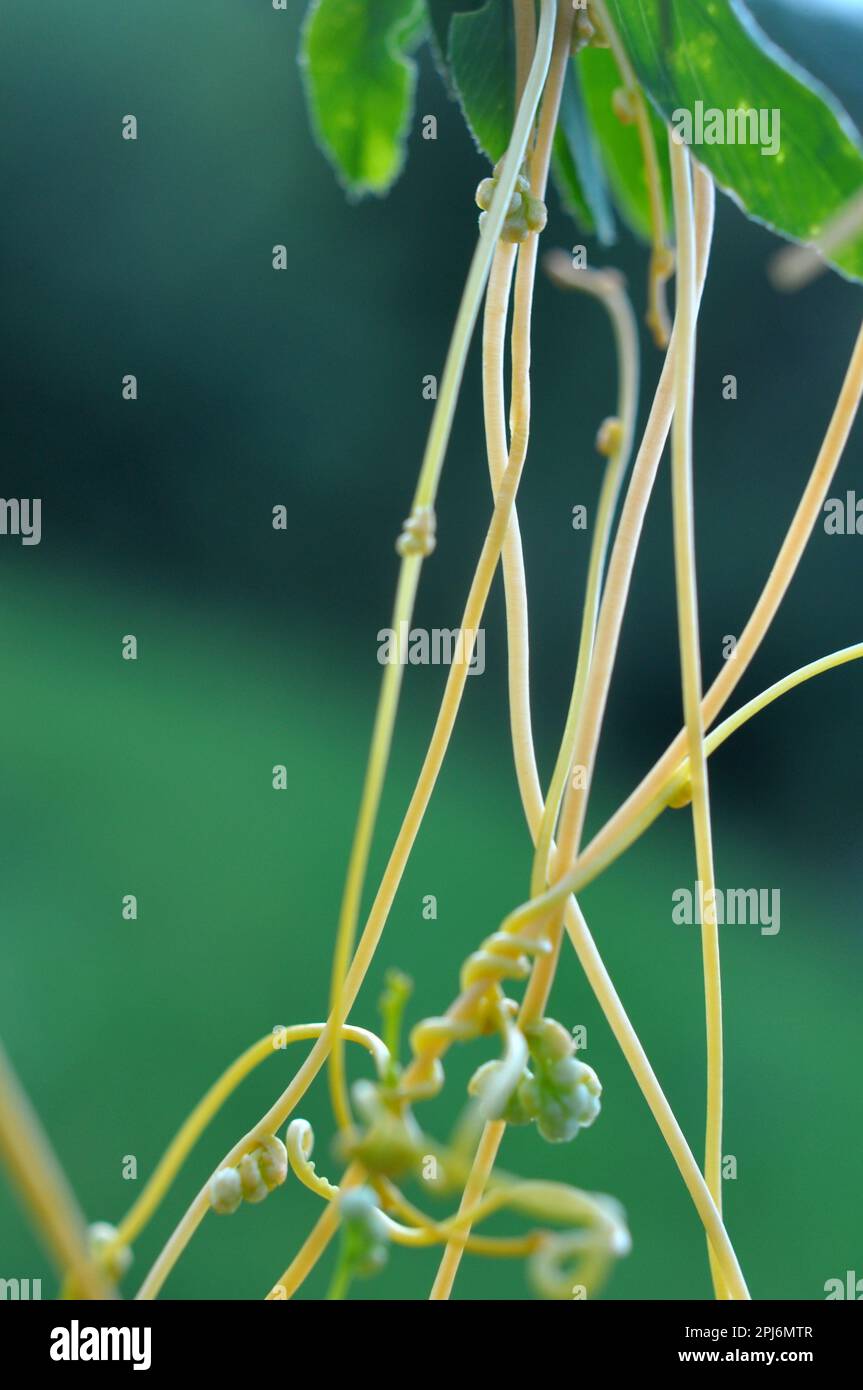 The parasitic plant cuscuta grows in the field among crops Stock Photo