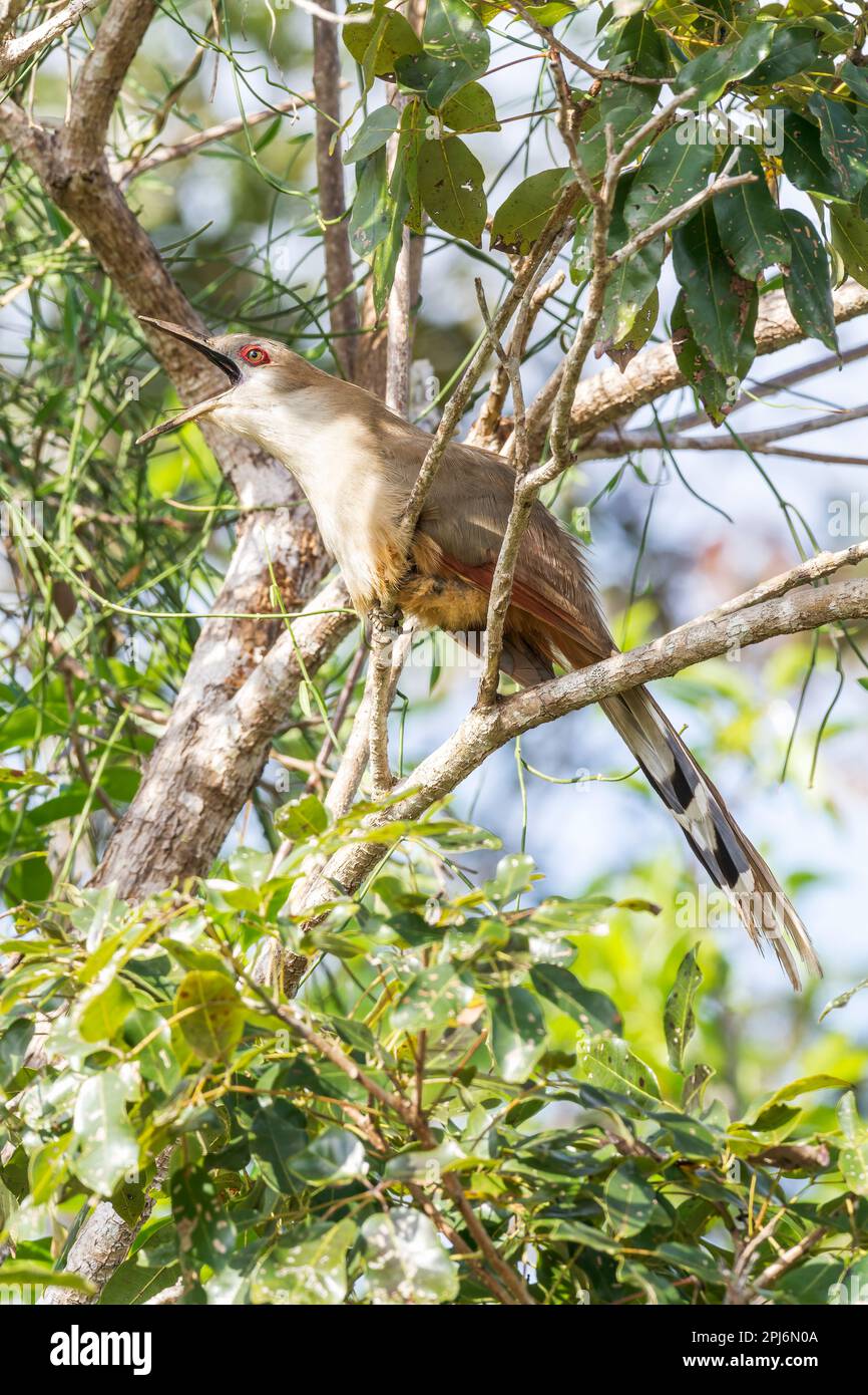 great lizard cuckoo, Coccyzus merlini, single adult calling while perched in tree, Zapata, Cuba Stock Photo
