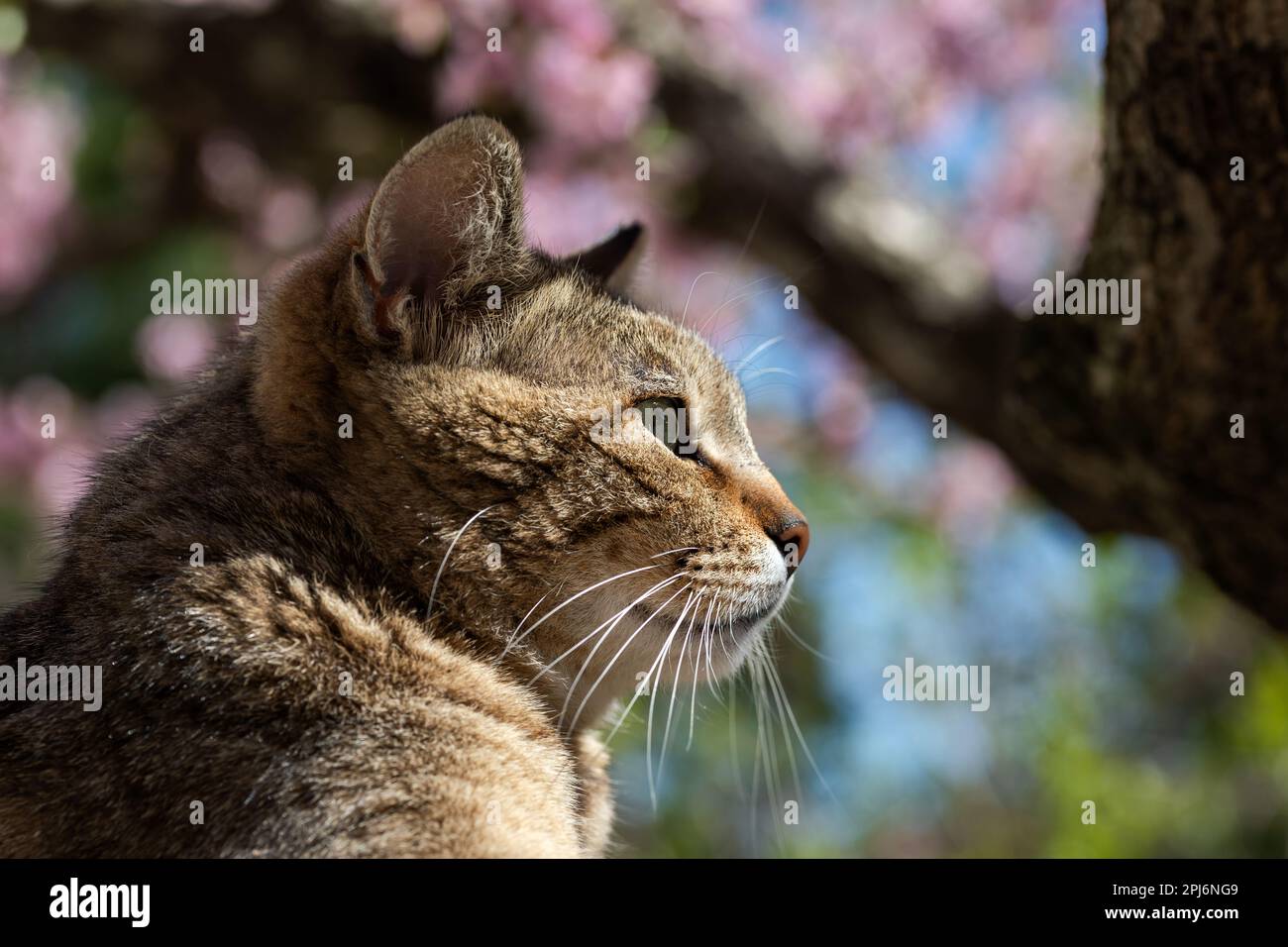 Cat portrait close up in the garden. Young cat on a beautiful spring day. Stock Photo