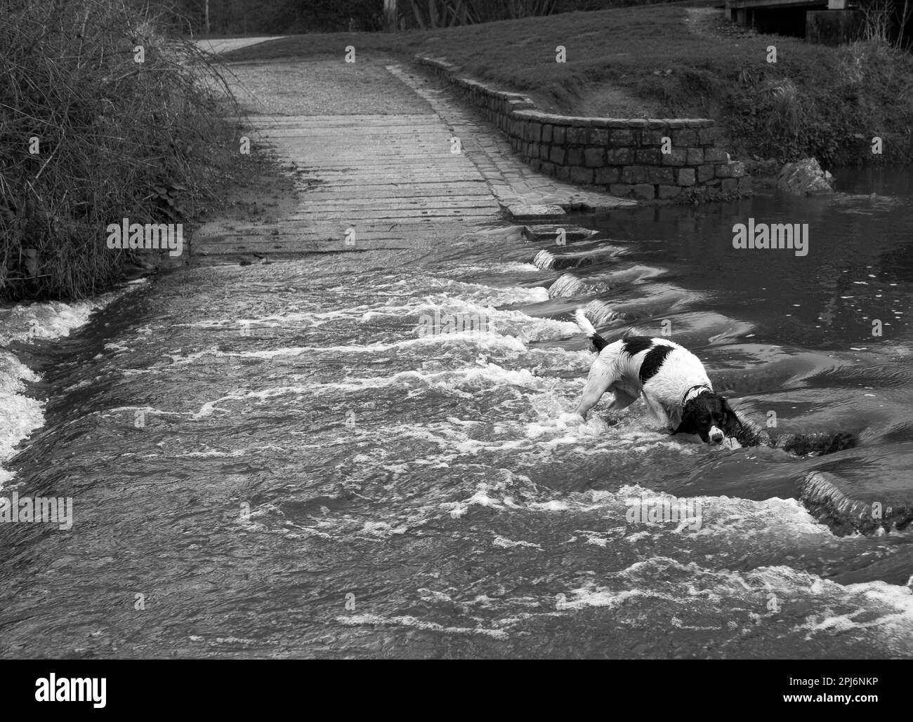 English springer spaniel Searching Water Stock Photo