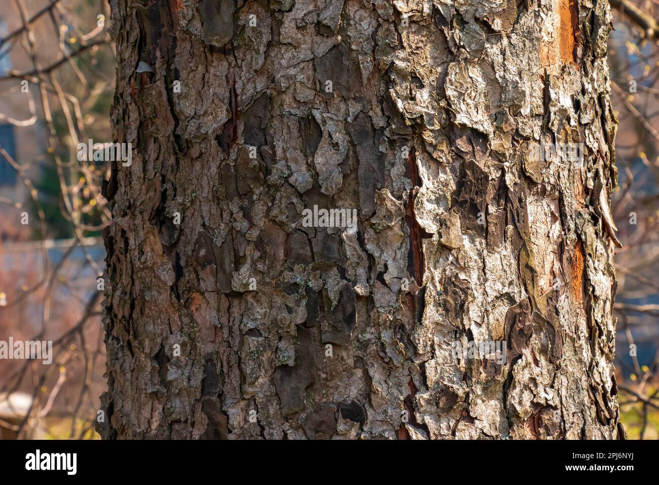 8 Ways to Identify a Tree by Its Bark