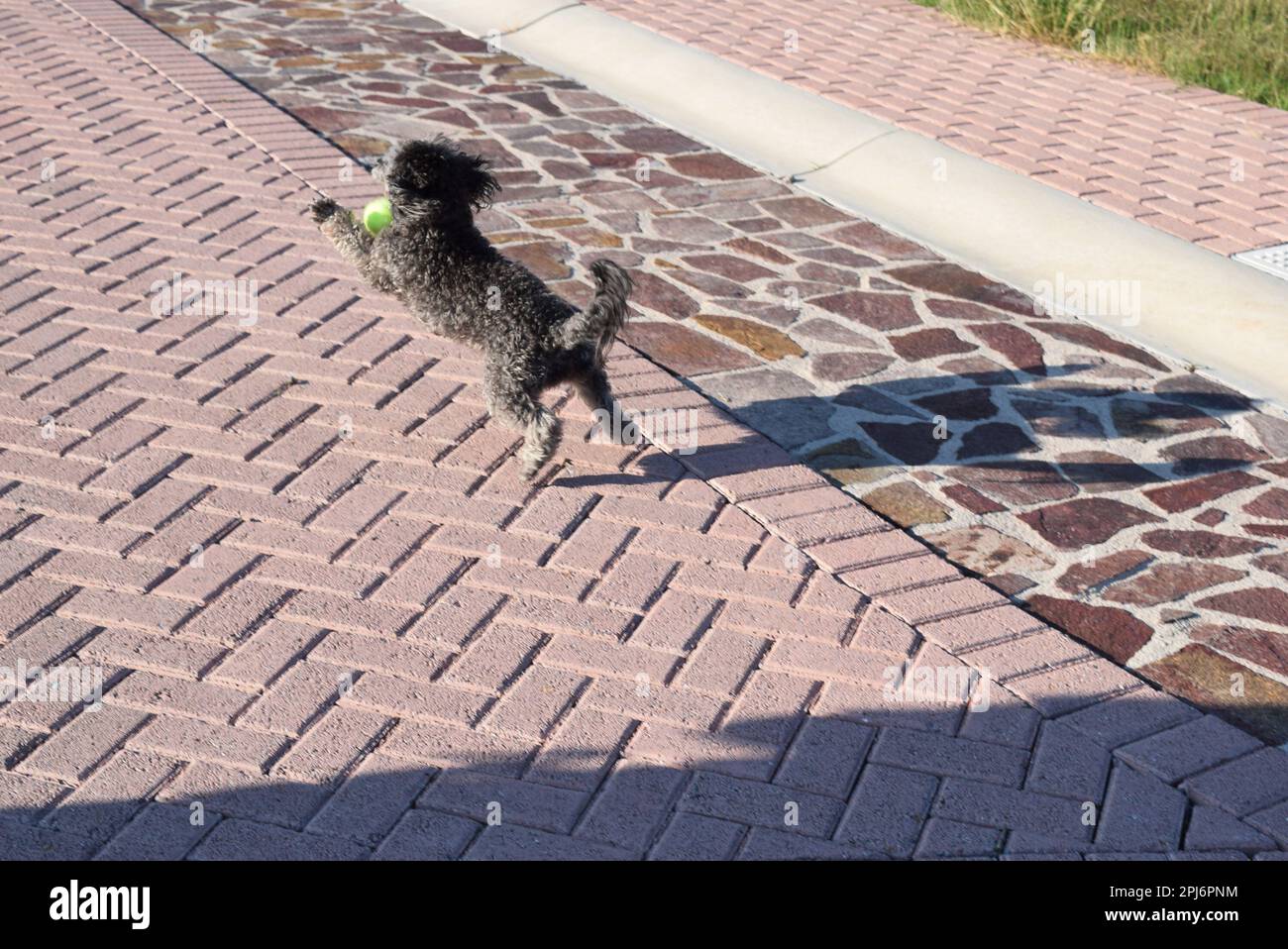 Dog catch a ball Stock Photo Alamy