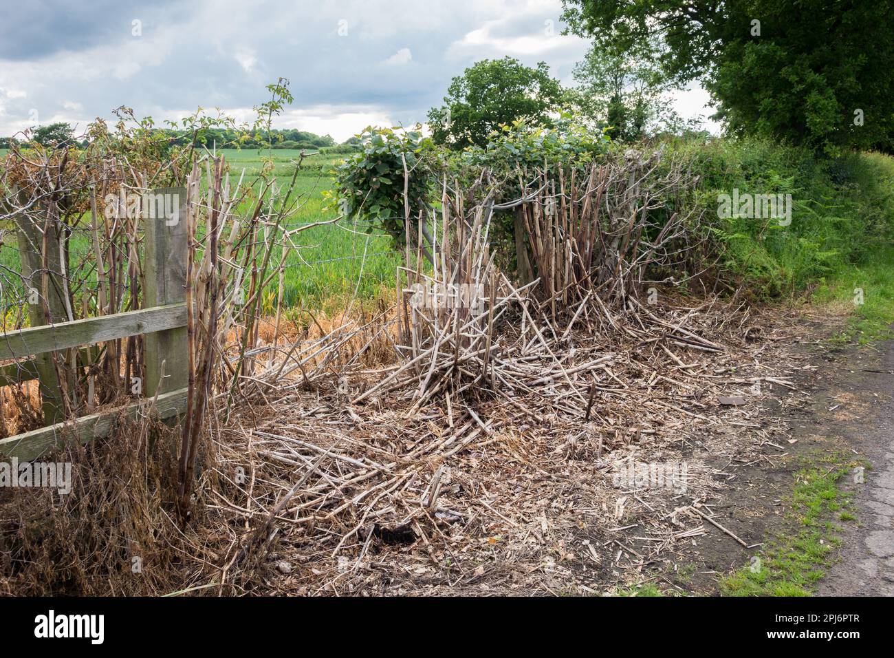 Environmental damage to a hedgerow from contamination. Stock Photo