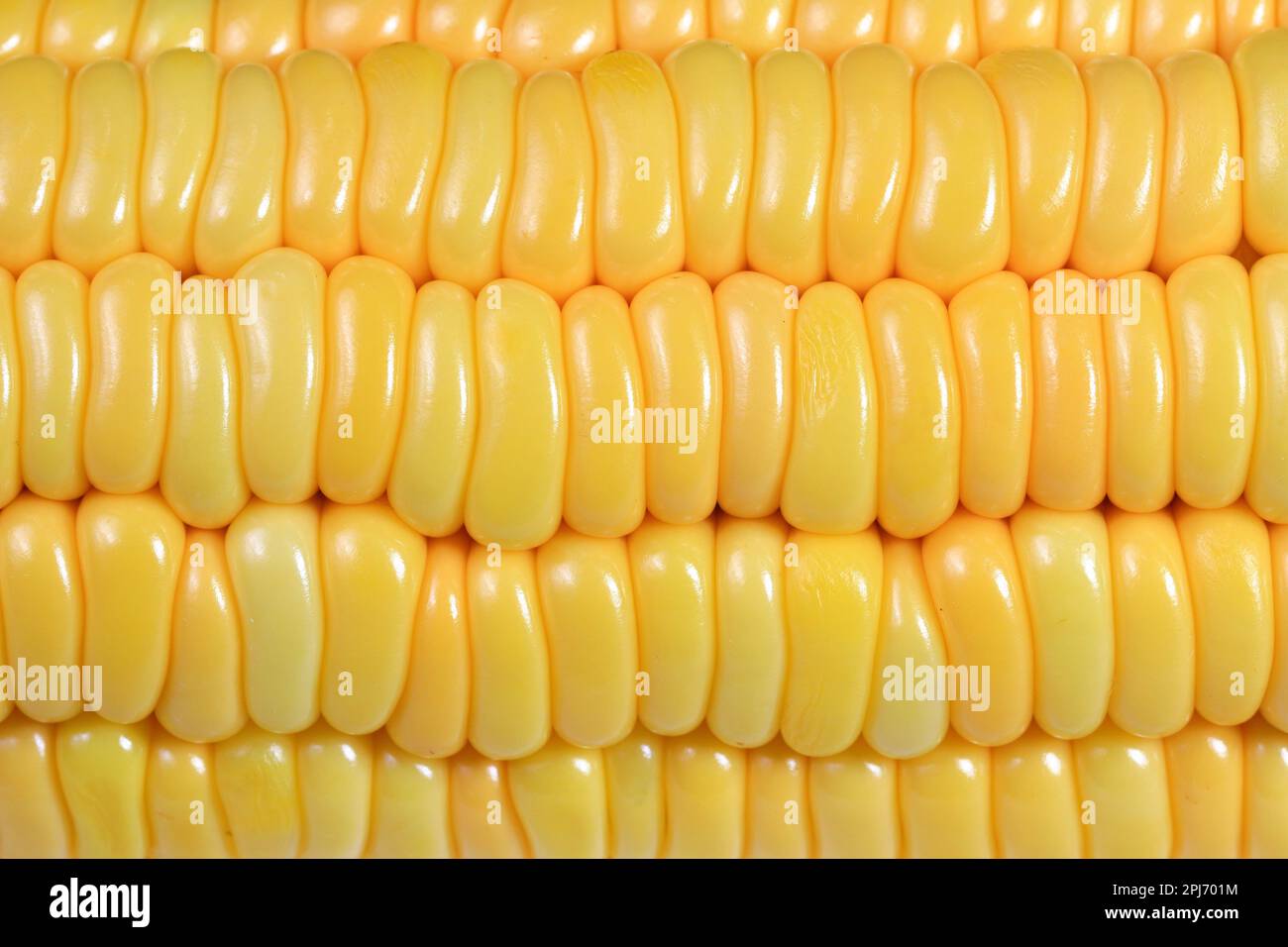 Close up fresh raw Corncobs or corn ears isolated on white background. Stock Photo