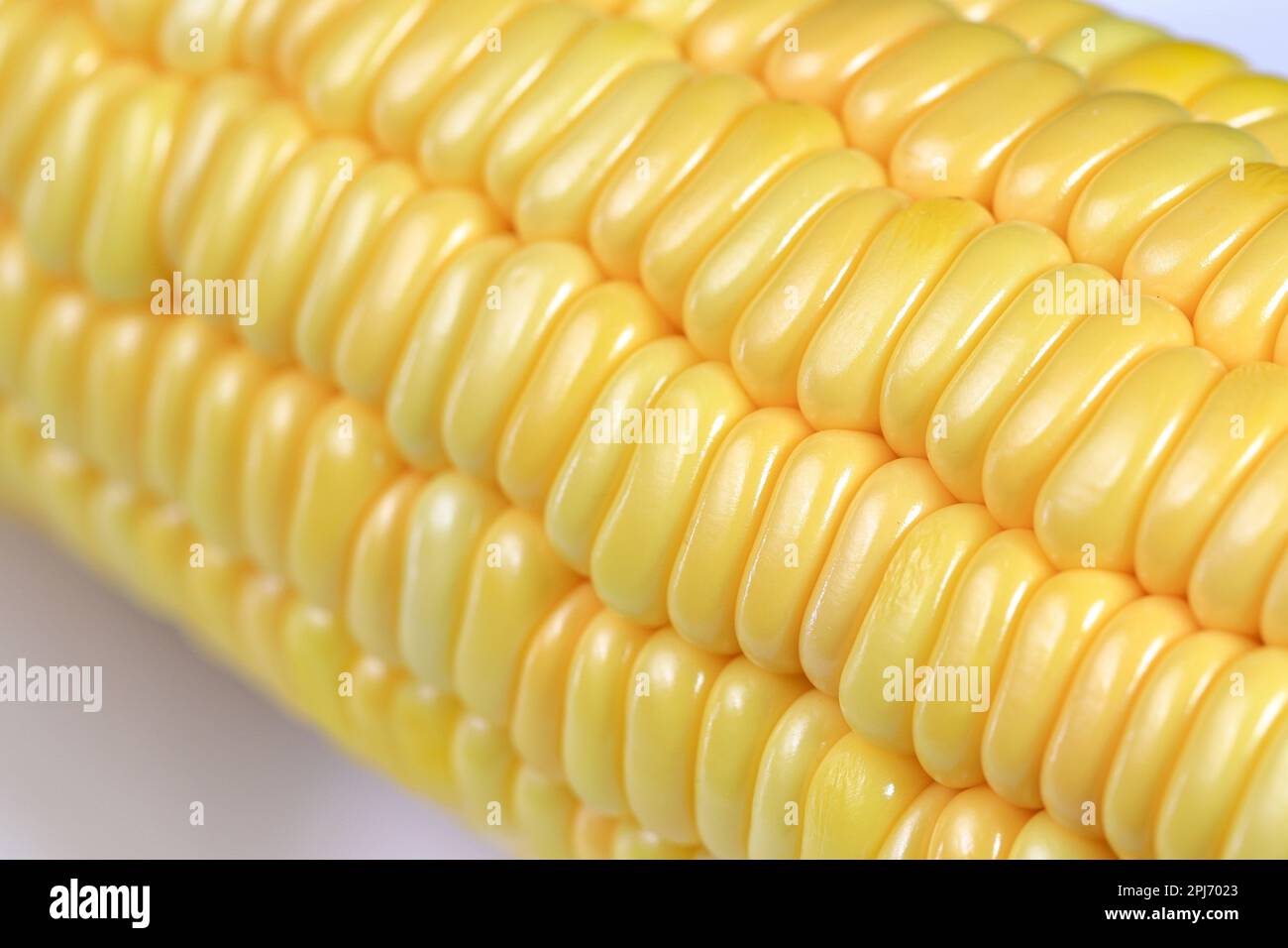 Close up fresh raw Corncobs or corn ears isolated on white background. Stock Photo