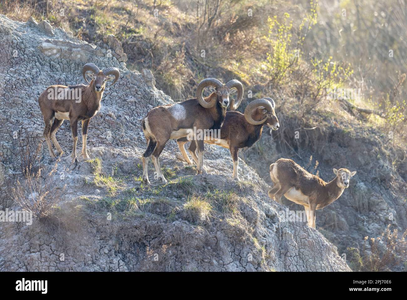 The European mouflon (Ovis aries musimon) in the Wild. Stock Photo