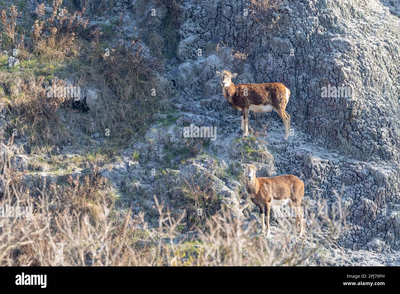 The European mouflon (Ovis aries musimon) in the Wild. Stock Photo