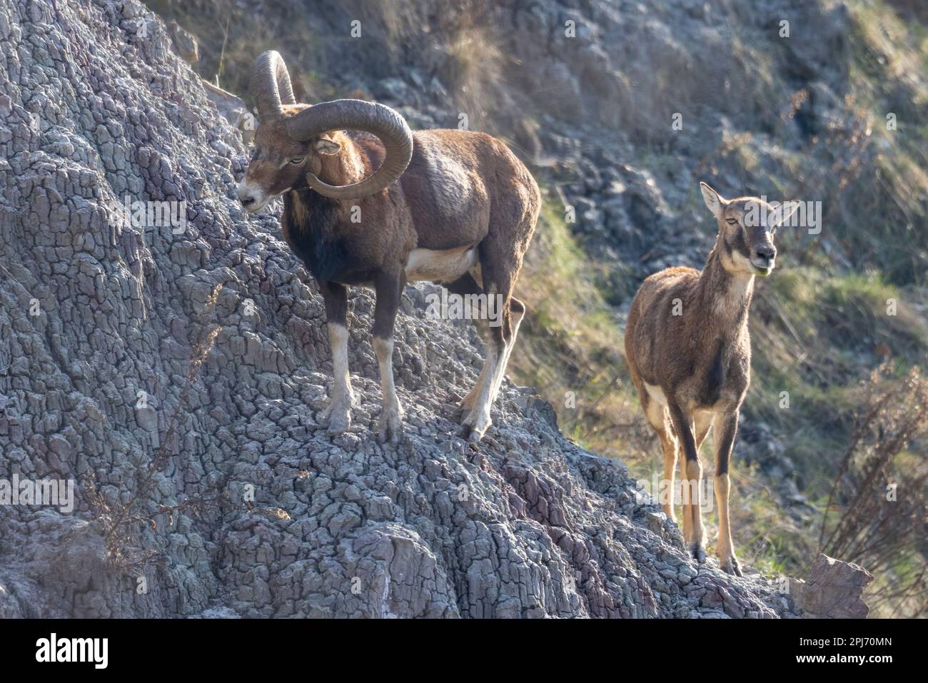 The European mouflon (Ovis aries musimon) in the Wild. Stock Photo