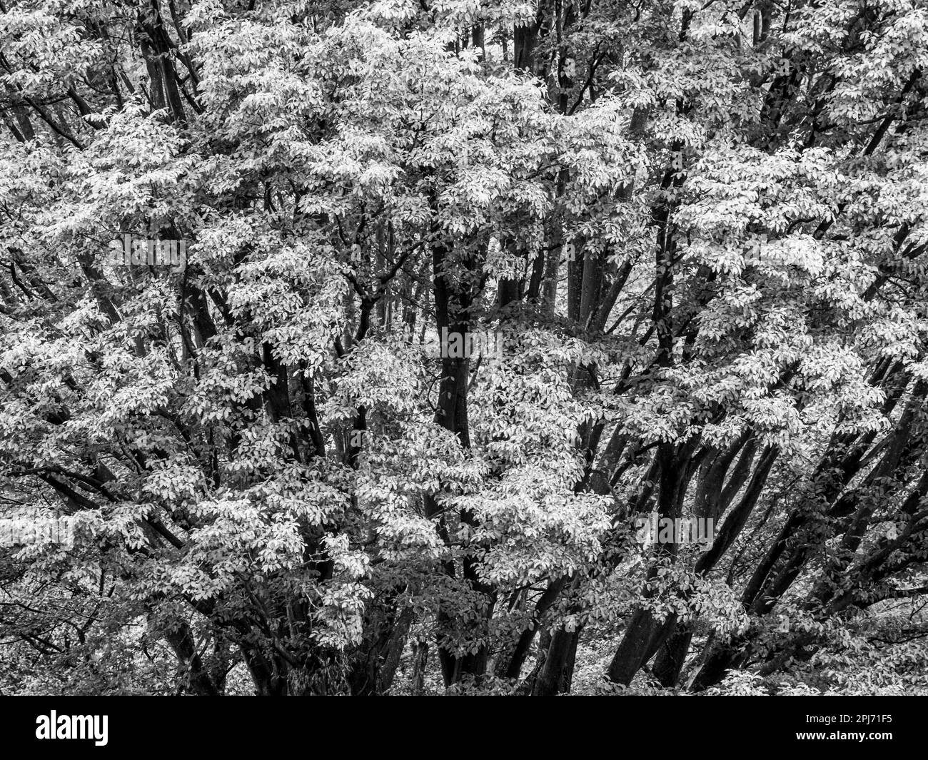 Black and White Landscape of Tree Leaves and Branches, Windsor Great Park, Windsor, Berkshire, England, UK, GB. Stock Photo