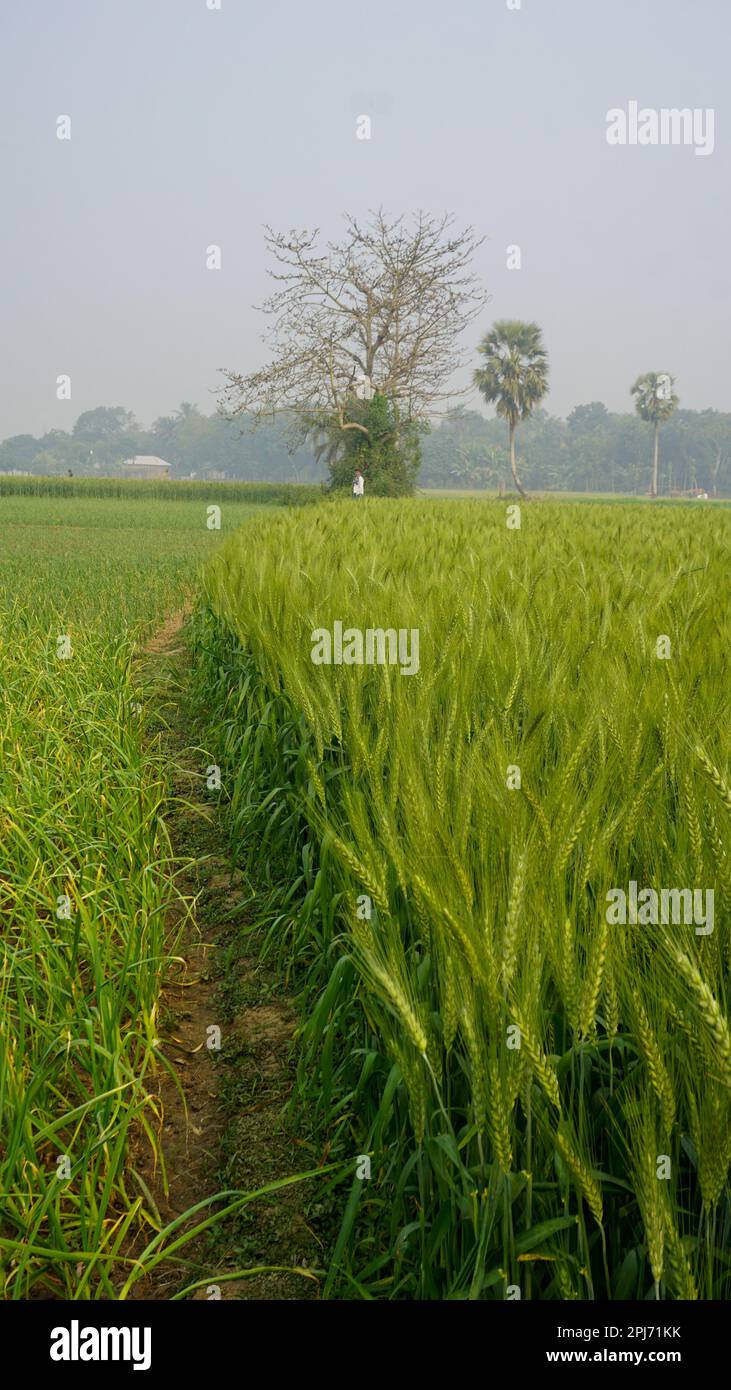Background of green wheat field in Bangladesh. Landscape with row of