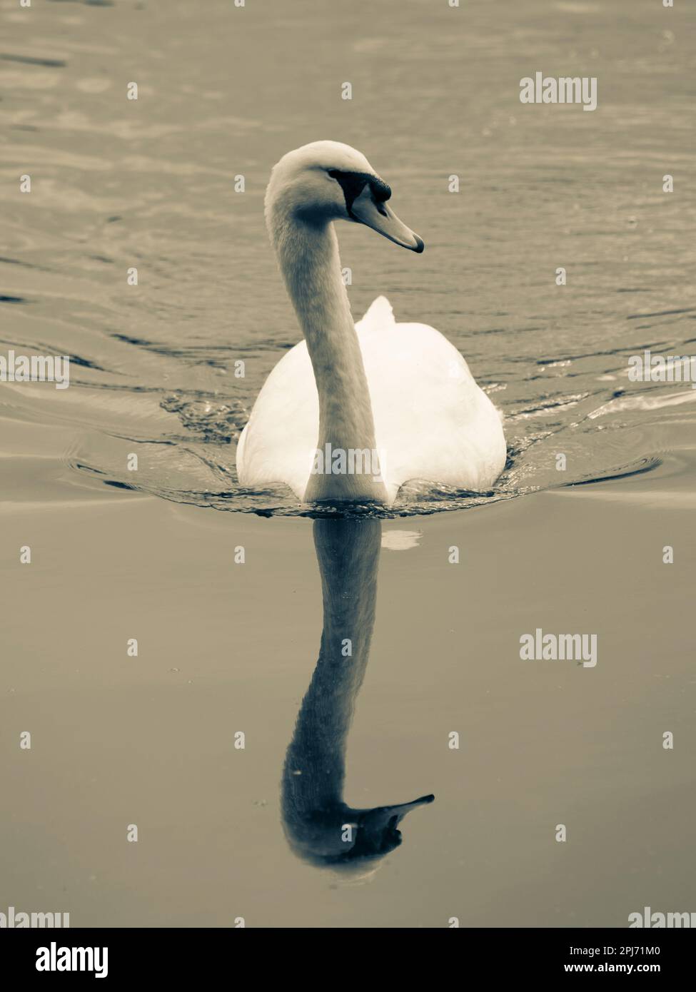 Swan, Victoria Water, Royal Windsor Park, Surrey, England, UK, GB. Stock Photo