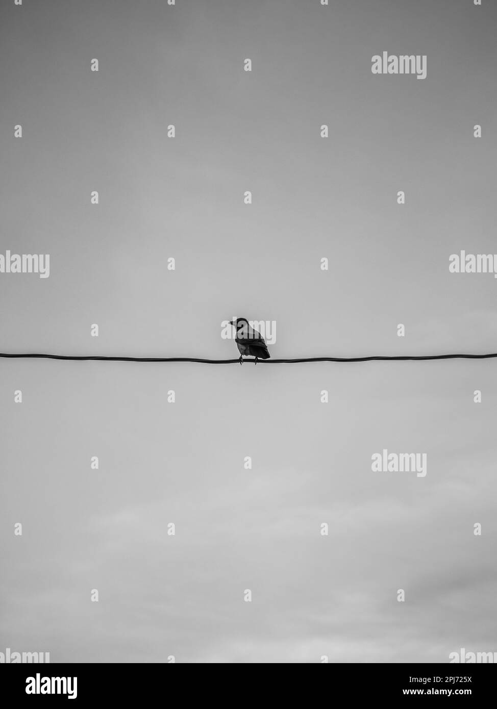 Crow on a wire Stock Photo