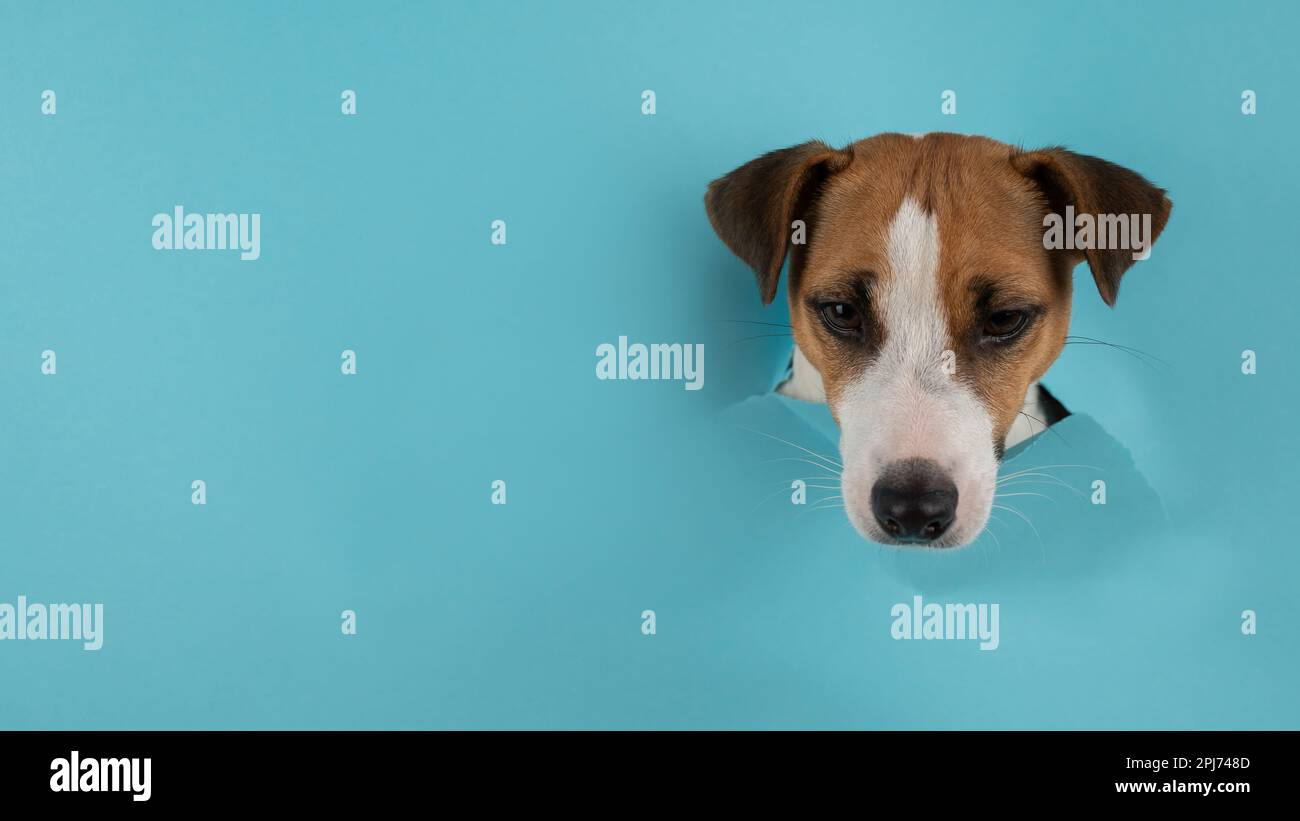 Funny dog muzzle jack russell terrier sticks out of a hole in a blue