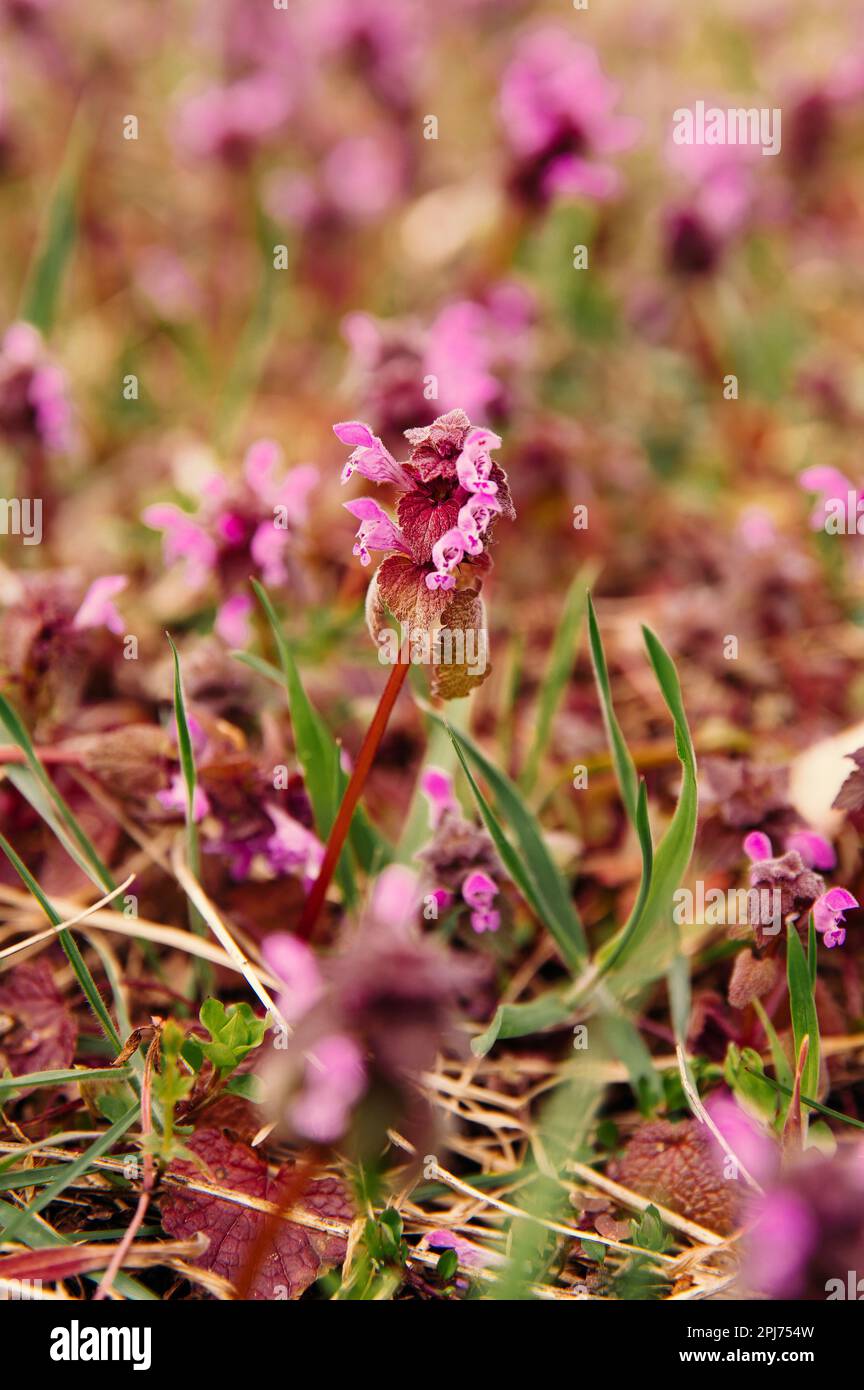 Close up vertical shot of pink spring flowers named Pulmonaria Officinalis. Stock Photo