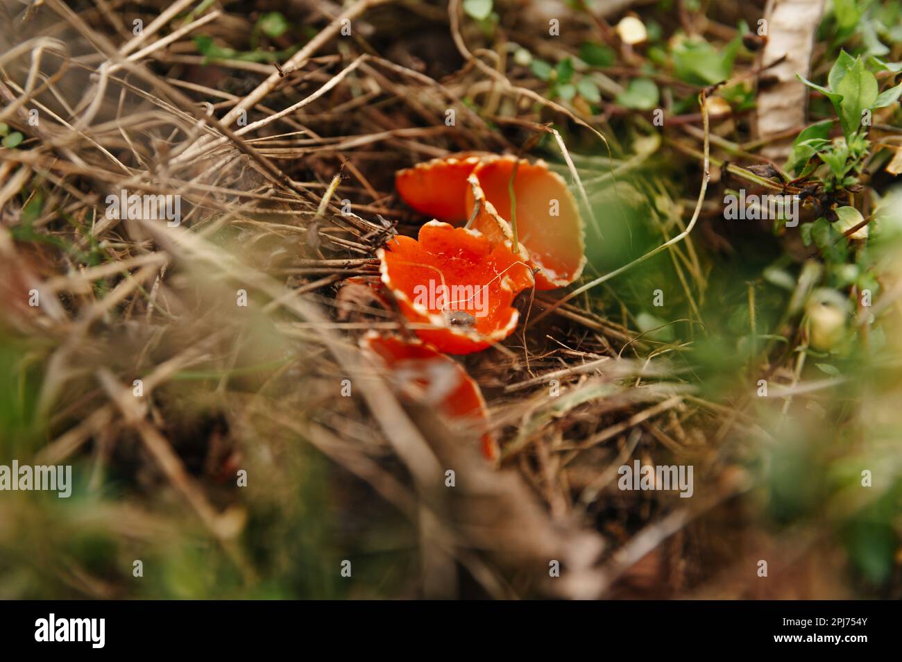 Close up outdoors shot of some cute red small mushrooms named The Scarlet Cup. Stock Photo