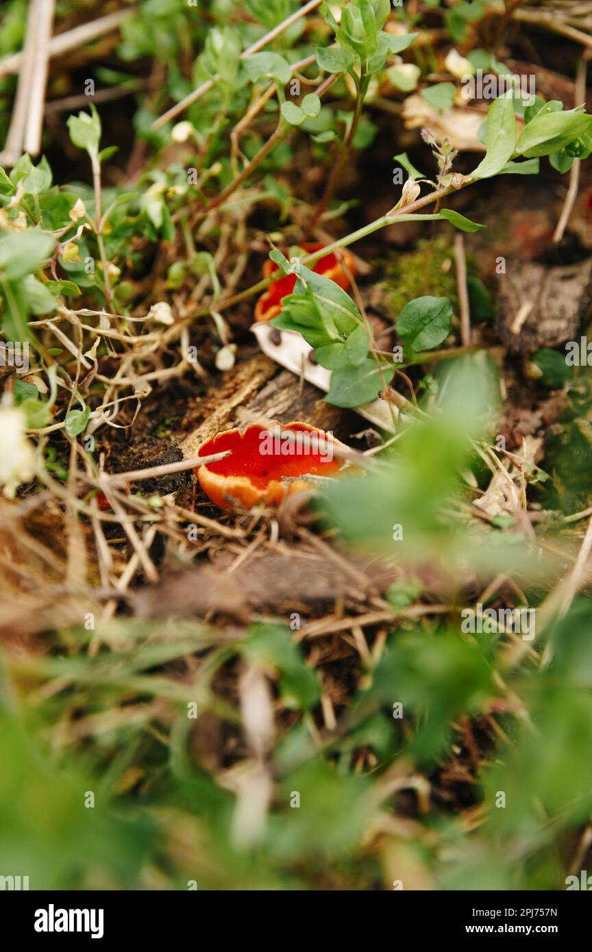 Close up outdoors shot of some cute red small mushrooms named The Scarlet Cup. Stock Photo