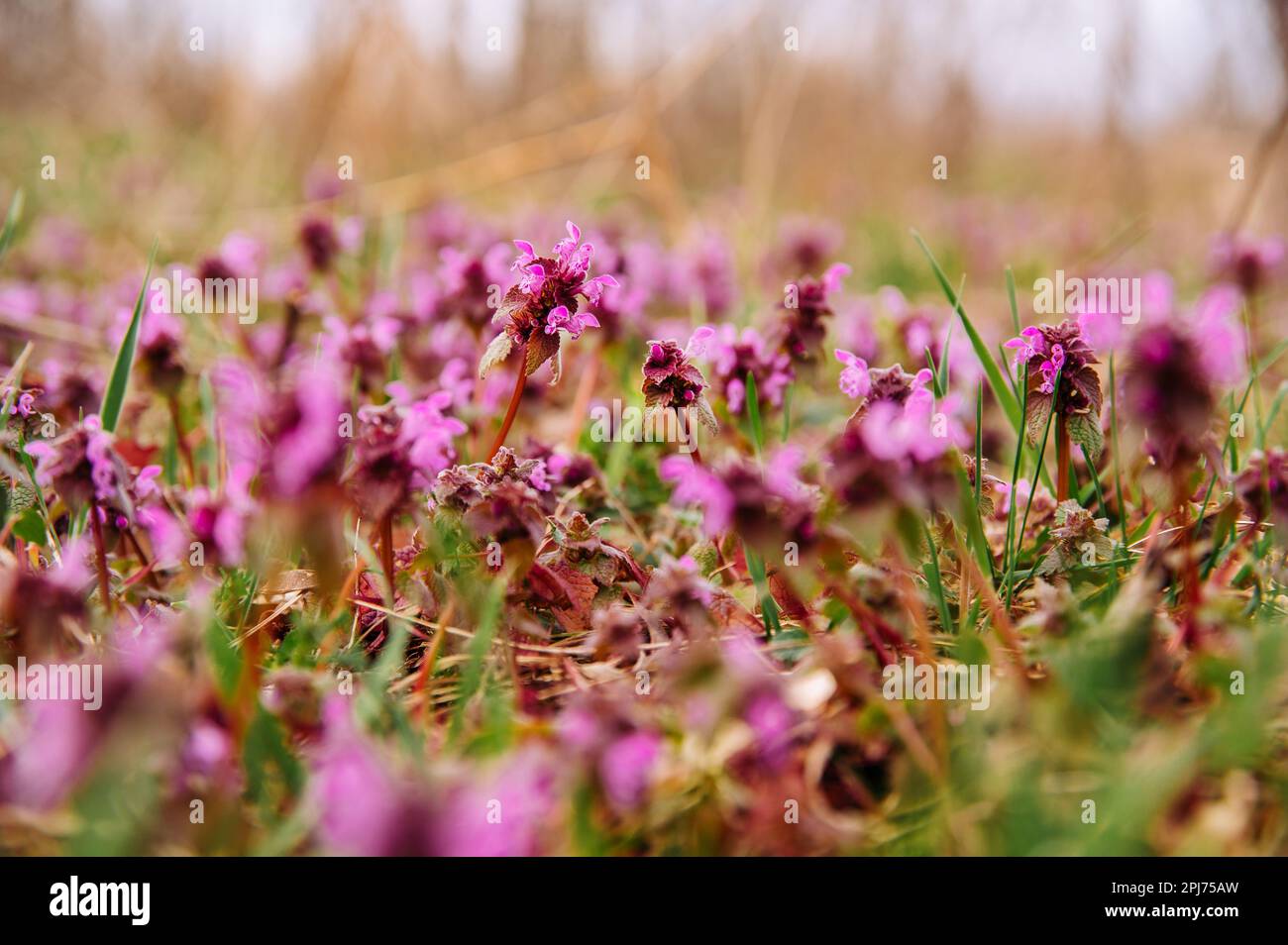 Close up outdoors shot of spring pink flowers named Pulmonaria Officinalis. Stock Photo