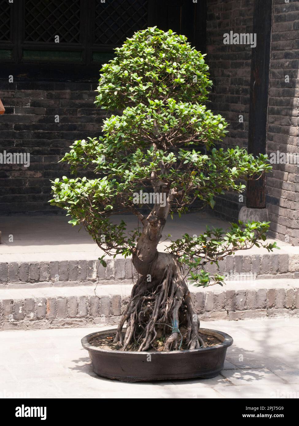 Chinese Bonsai tree or Chinese penjing growing in a vase in
