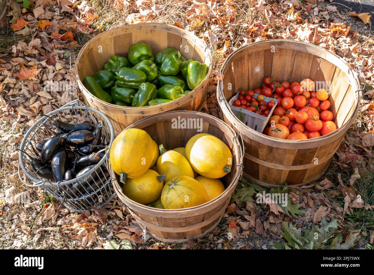 Baskets of just picked vegetables Stock Photo