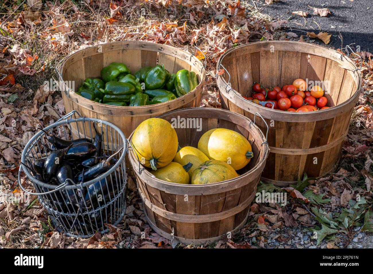 Baskets of just picked vegetables Stock Photo