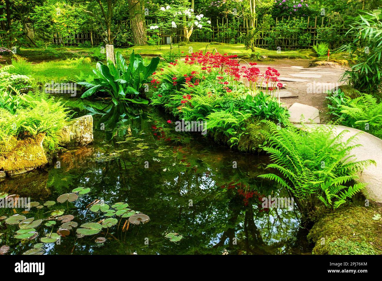 Red primeroses and ornate pond and white blossoms of azalea bush ...