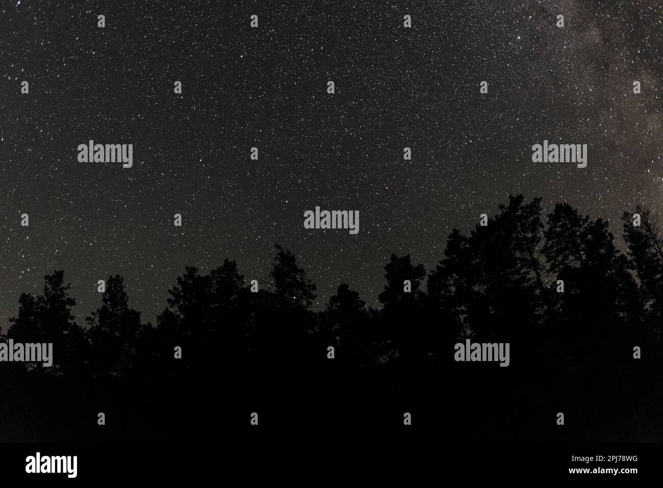 Starry night sky forest hi-res stock photography and images - Alamy