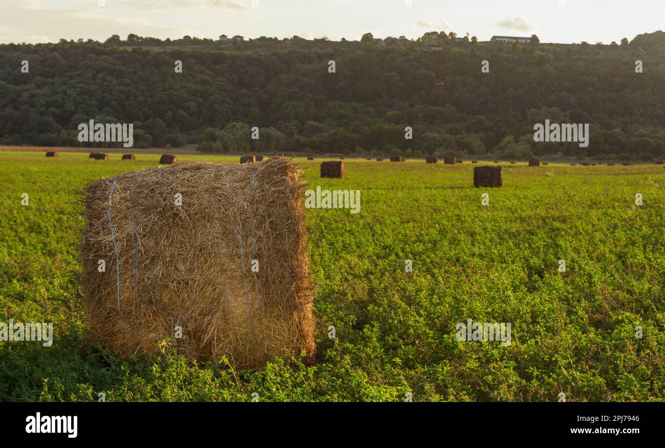 Evening landscape of straw hay bales on green field at sunset. Rural nature Stock Photo