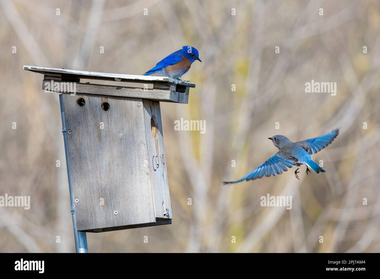 Western Bluebirds, Sialia mexicana on nesting boxes Stock Photo - Alamy