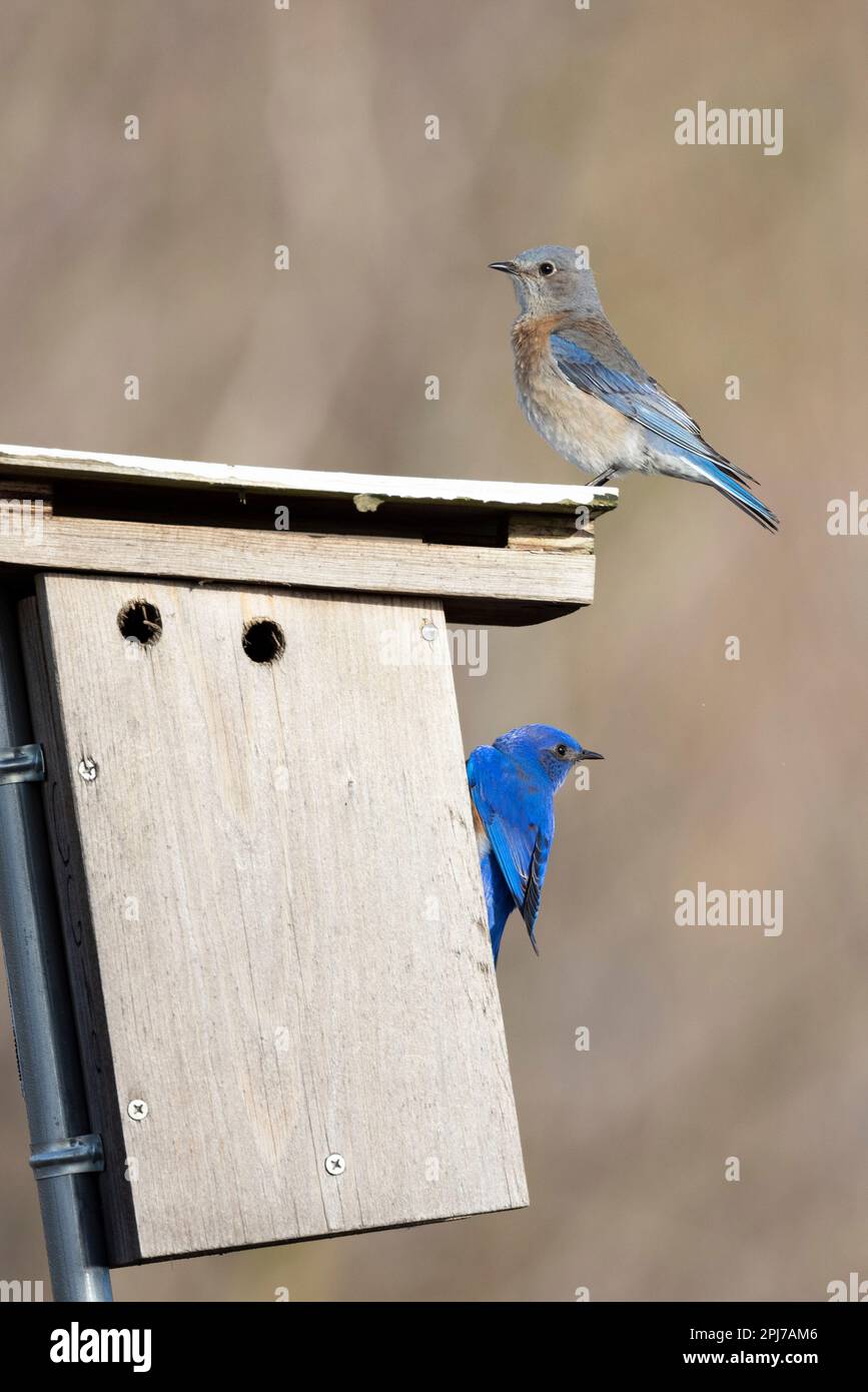 Western Bluebirds, Sialia mexicana on nesting boxes Stock Photo Alamy