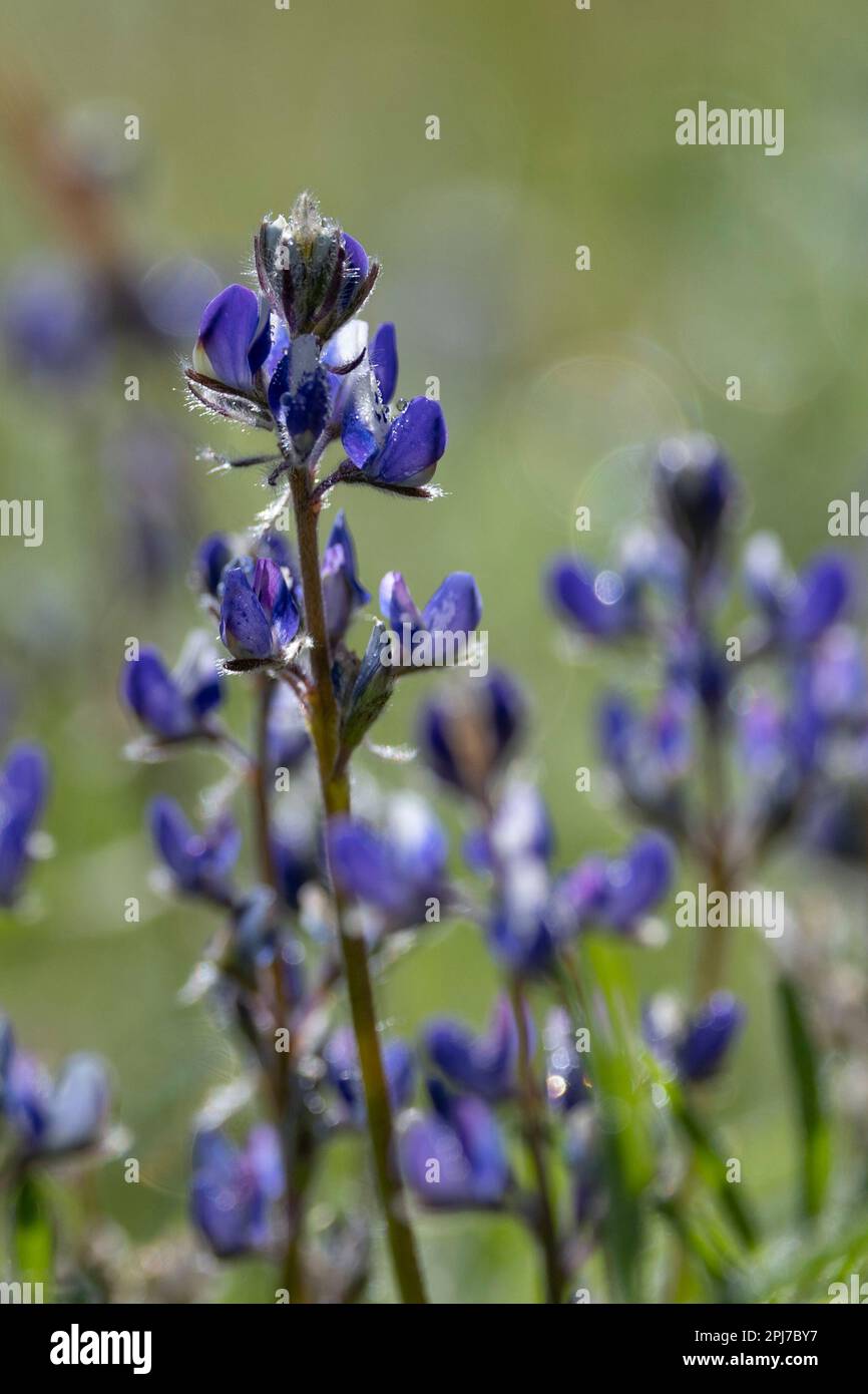 Purple california wildflowers hi-res stock photography and images - Alamy