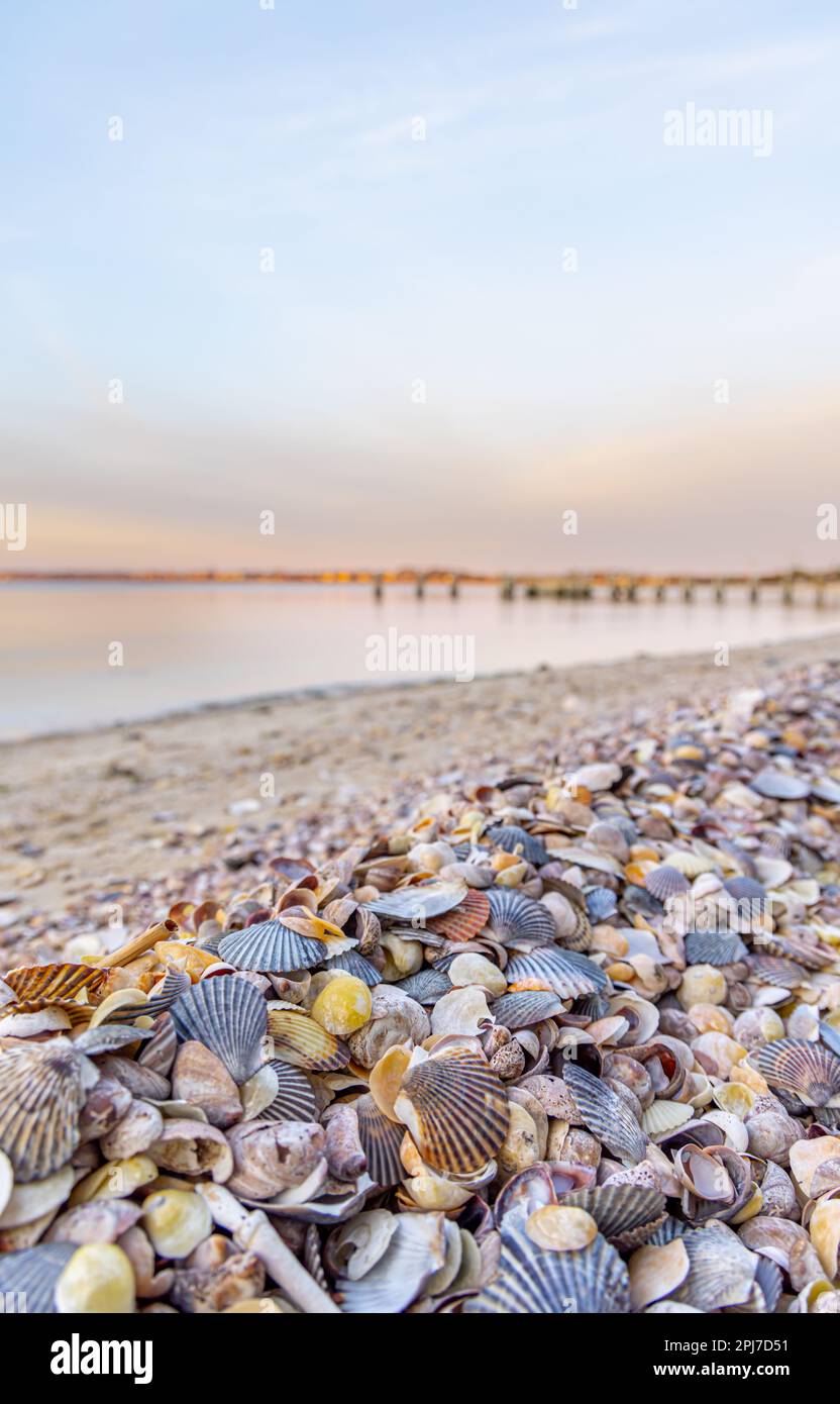 an abundant amount of shells on a sag harbor coast line Stock Photo