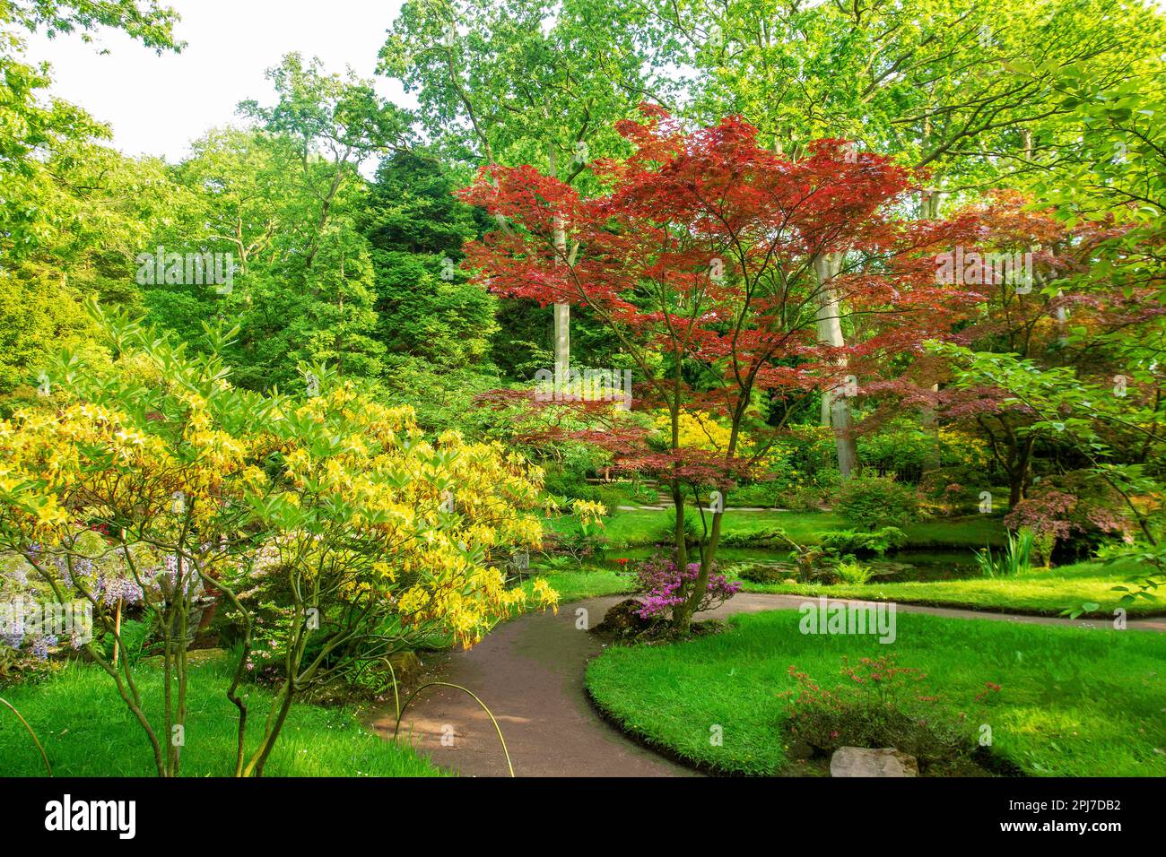 Amazing Japanese maple and  yellow rhododendron bush  blossom anf footpath in Japanese garden in the Hague in May.  Free of charge park (open 2  two p Stock Photo