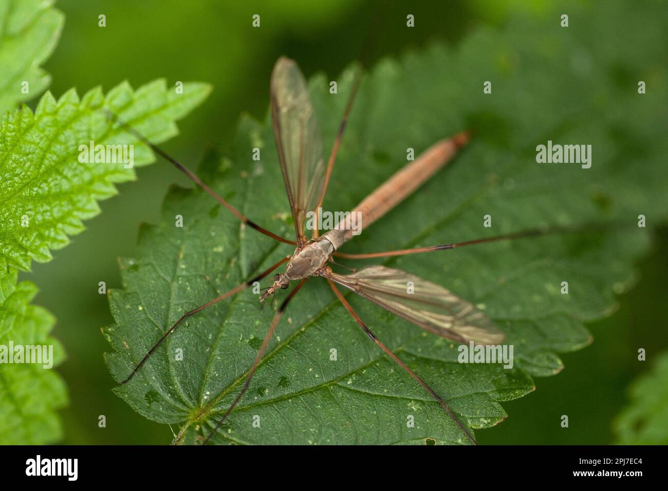 A brown crane fly sitting on a green leaf. Stock Photo