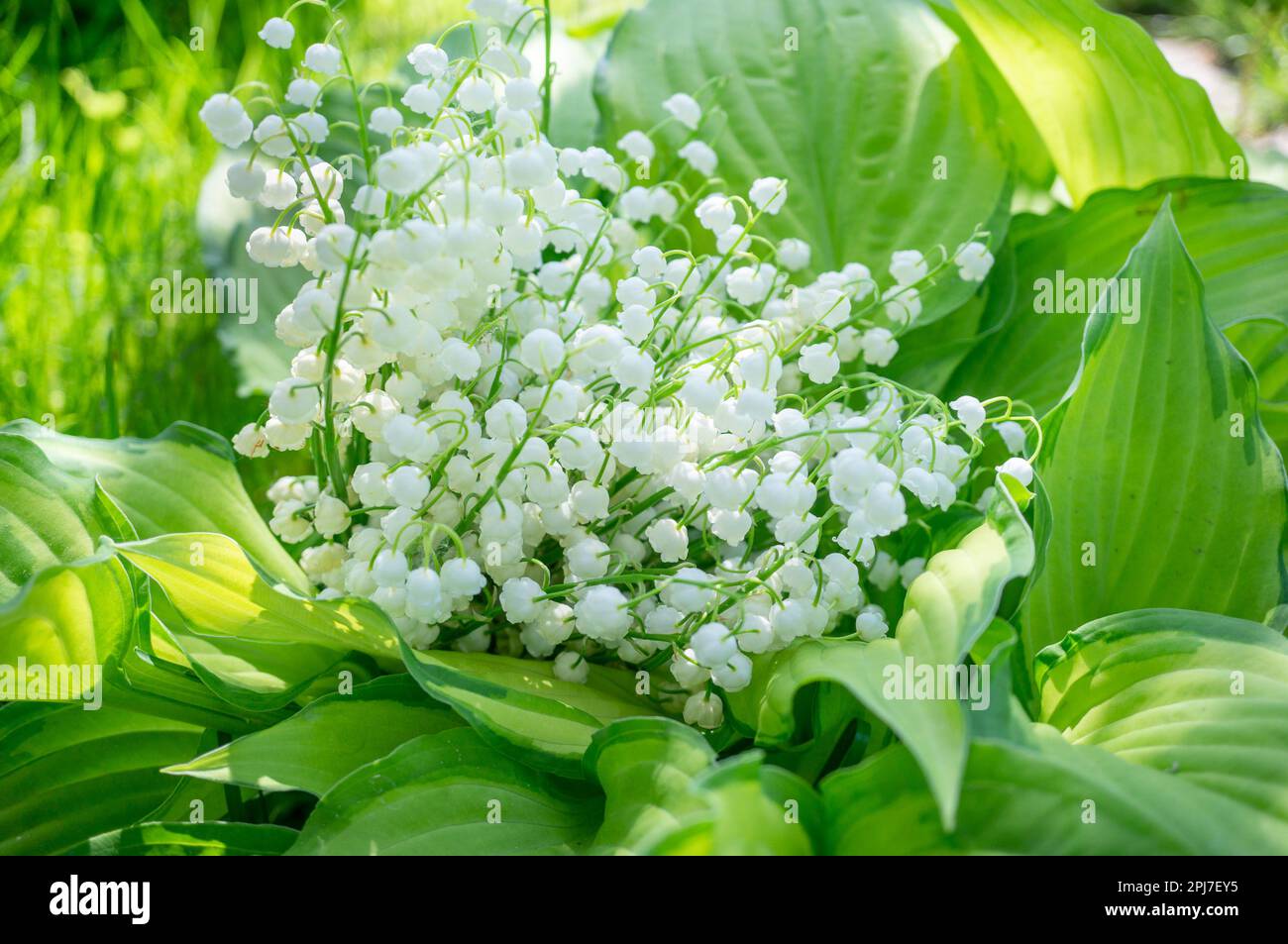 Bouquet of lilies of the valley, Blooming lily of the valley flowers on ...