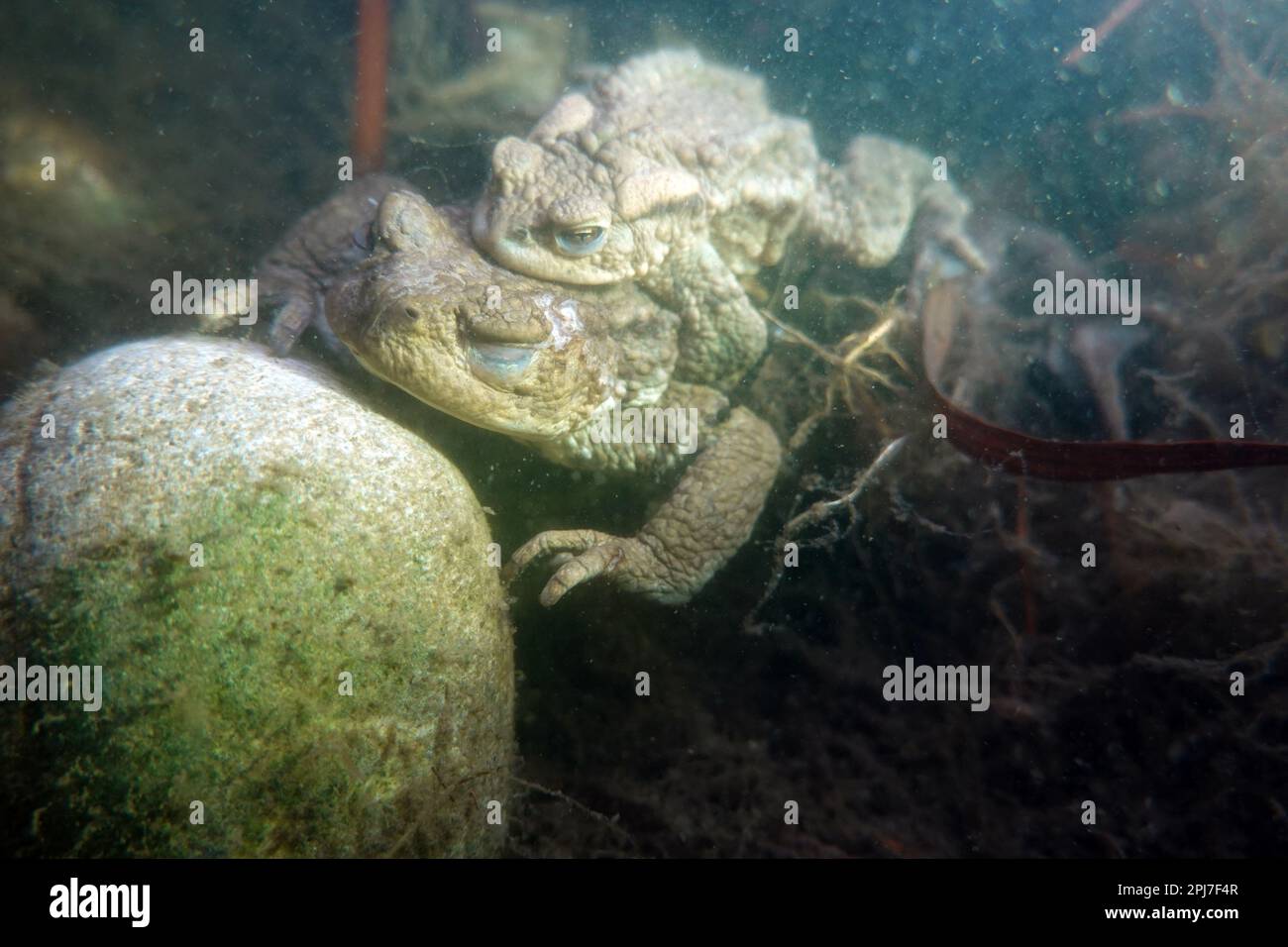 Erdkröten (Bufo bufo) bei der Paarung im Gartenteich, das kleinere