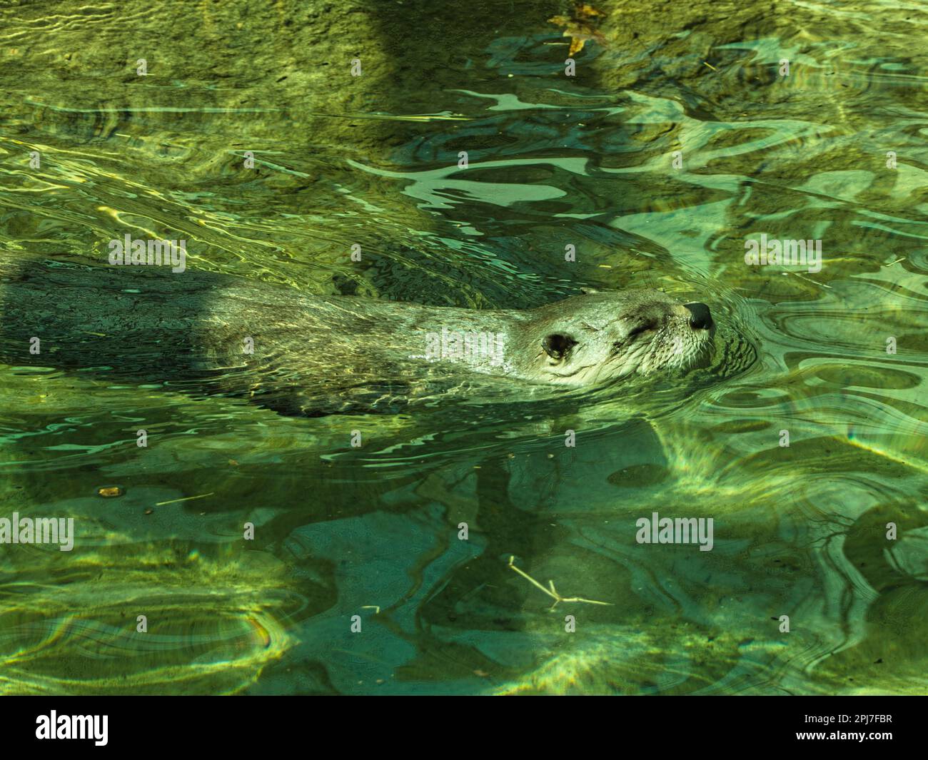 North American River Otter taking a swim at the Topeka Zoo. These funny
