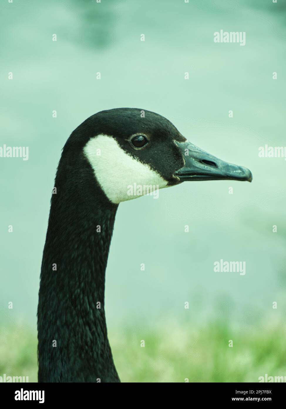 Close up of a Candian Goose trying its best to look cute and beg for