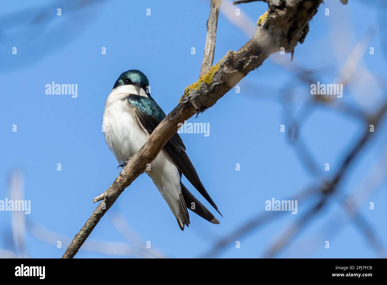 Tree Swallow, Tachycineta bicolor Stock Photo